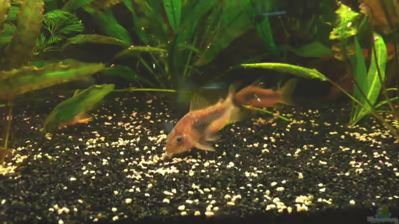 Metallpanzerwels - Corydoras aeneus 05.2008 von Tim Burow (28)