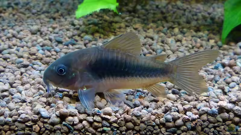 Metallpanzerwels - Corydoras aeneus von Dieter (80)