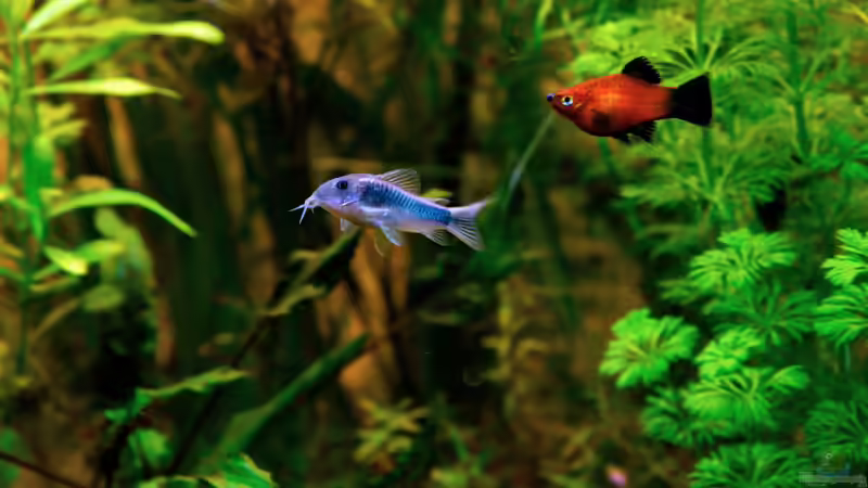 Metallpanzerwels + Platy von solo (22)