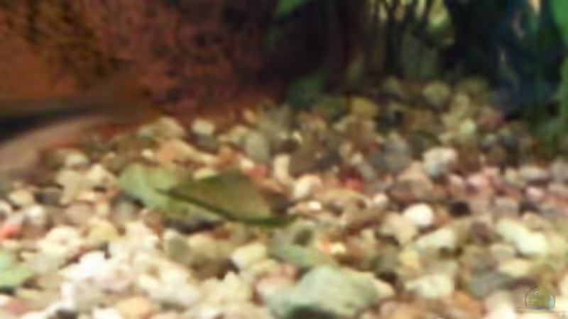 Metallpanzerwels, zu schnell von mikael38 (36)