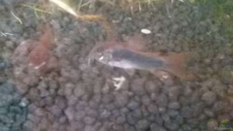 Metallpanzerwels 2 Monate alt von Kathys 2014 (15)