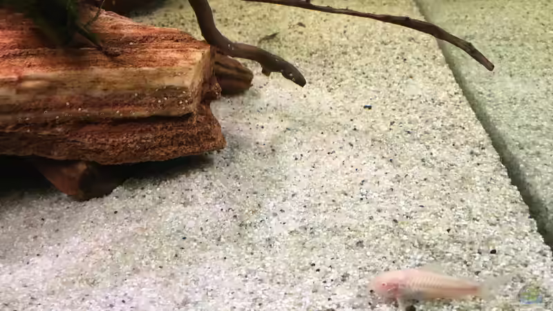 Metallpanzerwels Albino von Ottche (39)