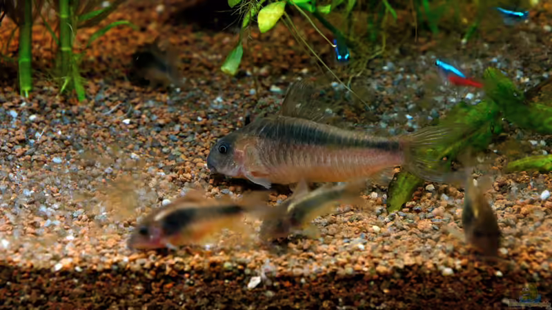 Metallpanzerwels aus Altbestand mit neu dazugekauften von solo (23)