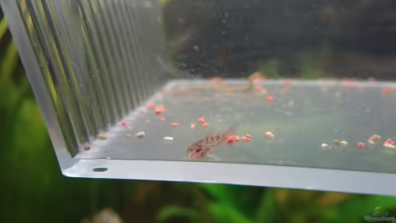 Metallpanzerwels Baby am 22 Januar 2014 von mcfly (52)