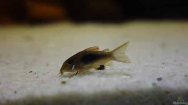 Metallpanzerwels Nachwuchs. von Ba Bu (17)