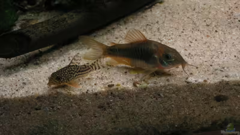 Metallpanzerwels und Orangeflossenpanzerwels von Heiko Schneider (25)