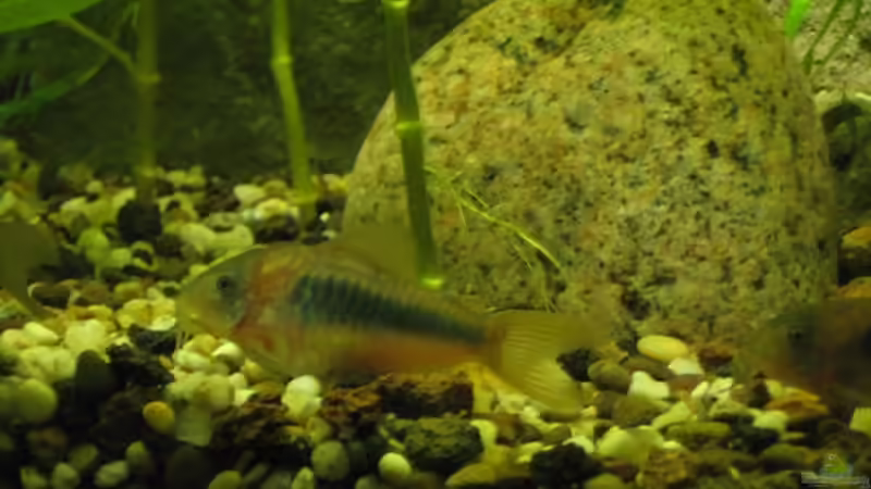 Metallpanzerwels von Engelbert Rupnow (5)