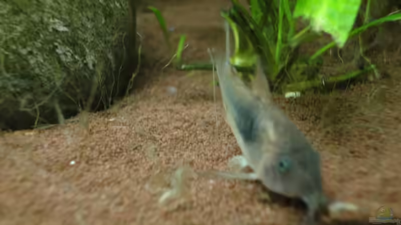 Metallpanzerwels von Franz Wüest (22)