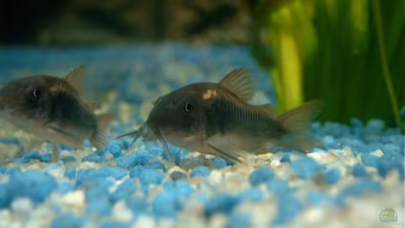 Metallpanzerwels von Hans-Peter Kröher (18)