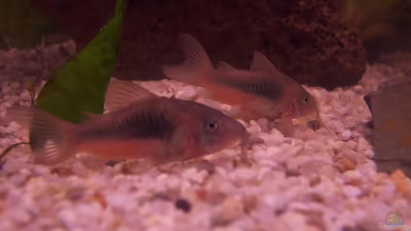 METALLPANZERWELS!!! von jhgfsjgfhl (16)