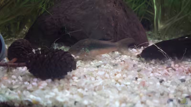 Metallpanzerwels von JohnnyWishbone (28)