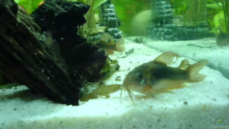 Metallpanzerwels von Kordi (5)