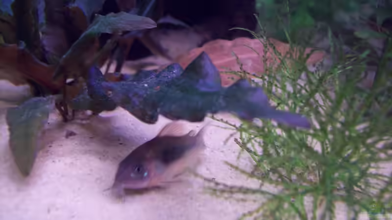 Metallpanzerwels von Lotte und Hendo (46)