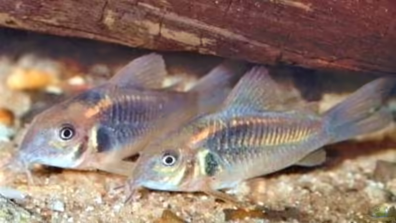 Metallpanzerwels von Maik+Lene (8)