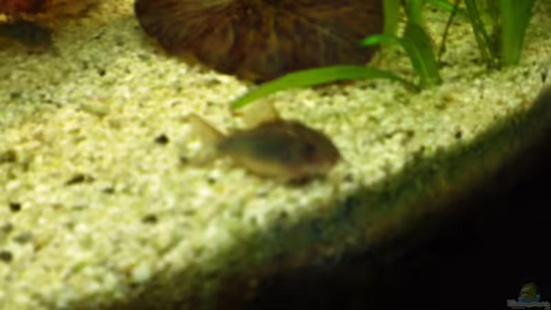 Metallpanzerwels von Matthias Hage (10)