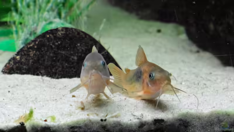 Metallpanzerwels von mcfly (60)