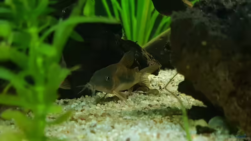 Metallpanzerwels von Mel (38)