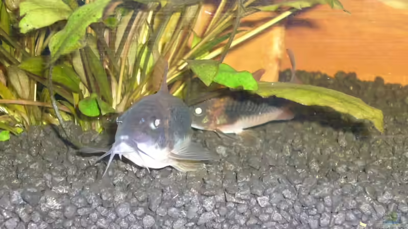 Metallpanzerwels von Michael Hodina (9)