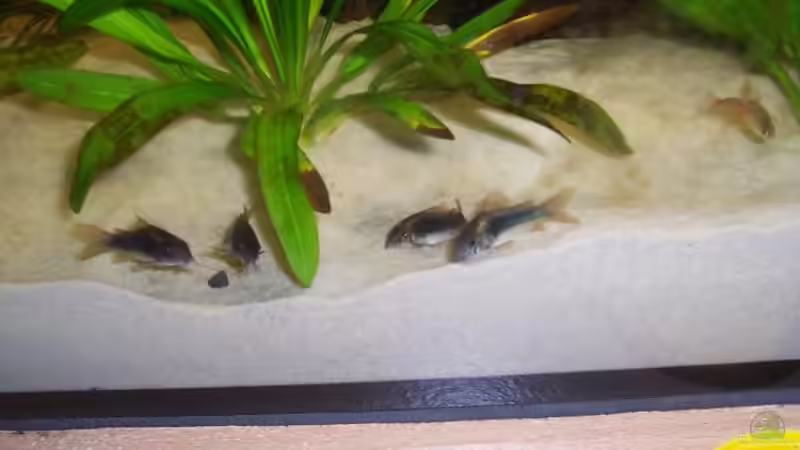 Metallpanzerwels von Michael Schillerwein (19)