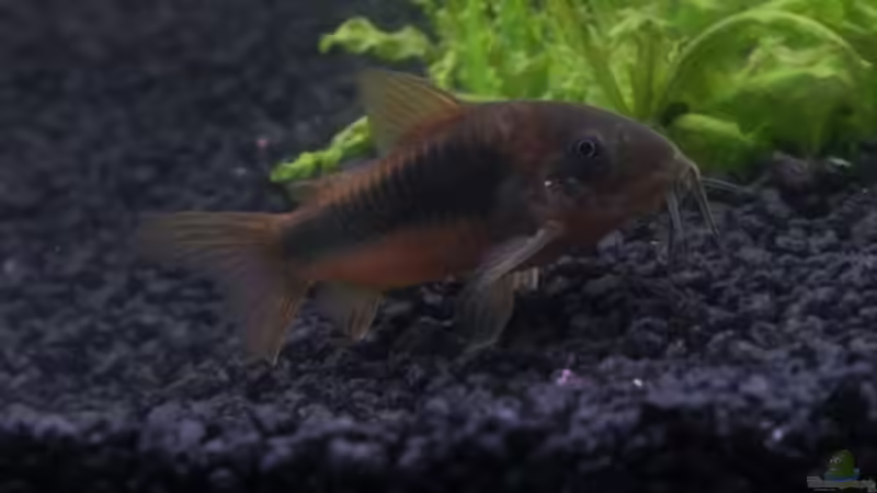 Metallpanzerwels von Nicki83 (13)