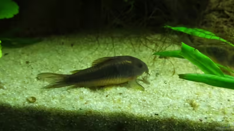 Metallpanzerwels von Oberoesterreicher (38)