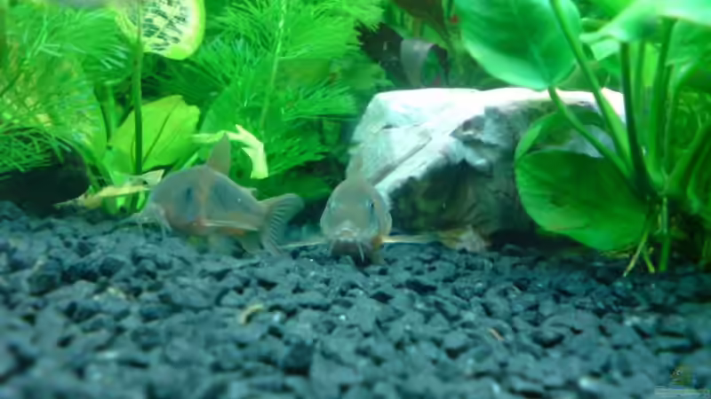 Metallpanzerwels von Oliver Kemna (24)