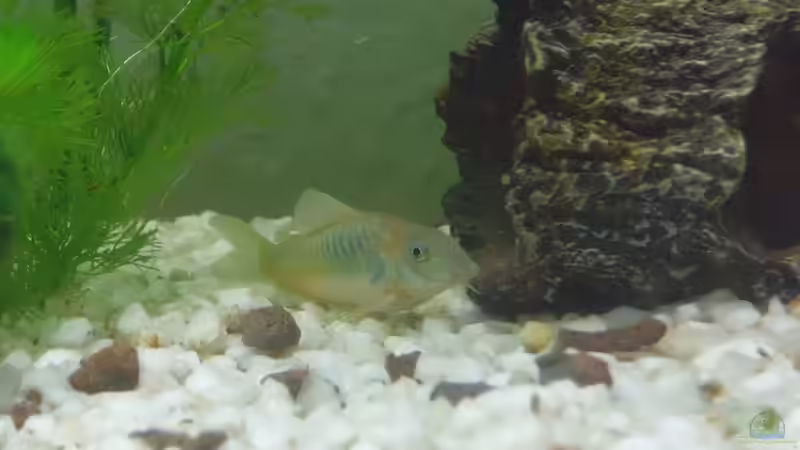 Metallpanzerwels von Rosa VonSick (6)