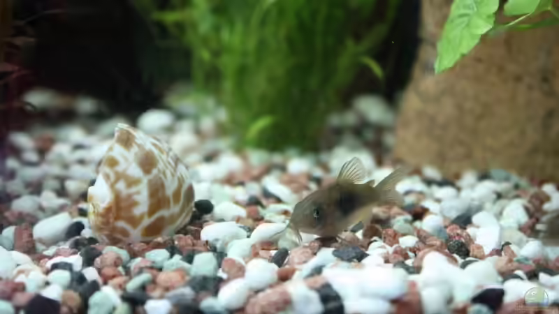 Metallpanzerwels von Sabrina Mertes (14)