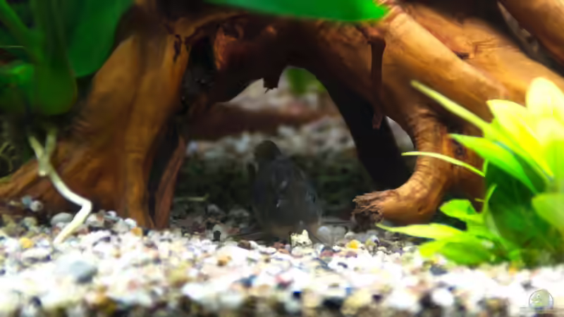 Metallpanzerwels von Skalar8705 (22)