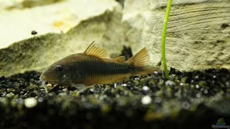 Metallpanzerwels von Stony (7)