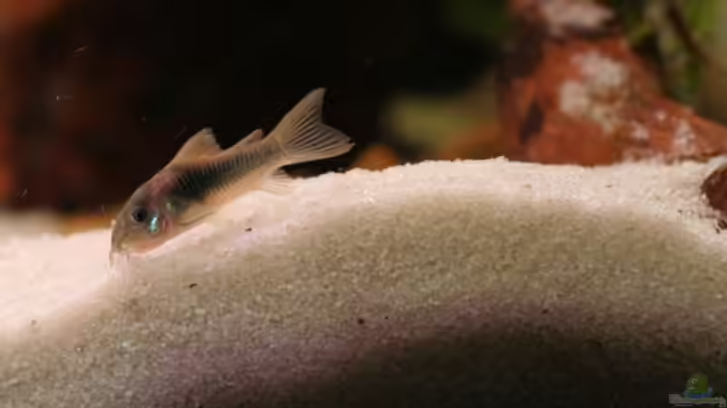 Metallpanzerwels von Tadeus72 (5)