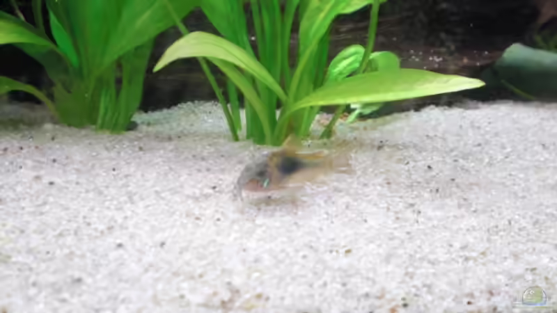 Metallpanzerwels von Thomas Schmitz (7)