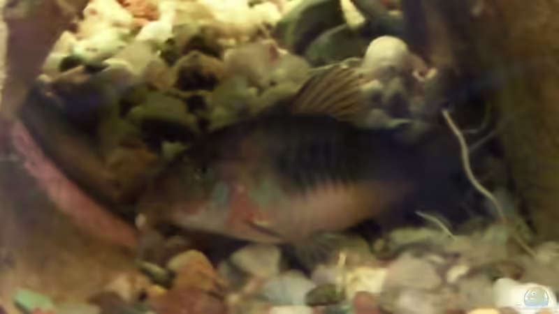 Metallpanzerwels W. von mikael38 (35)