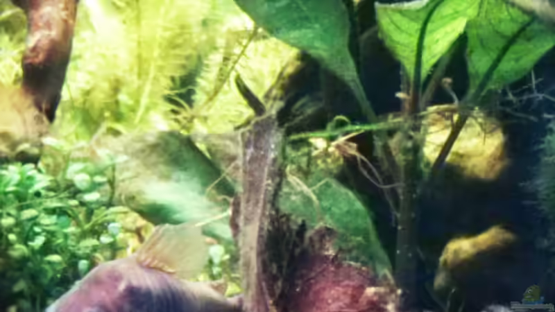 Metallpanzerwels weiblich von Kathys 2014 (12)