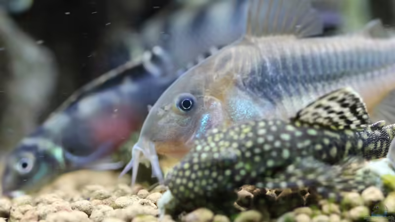 Einrichtungsbeispiele für Metallpanzerwelse (Corydoras aeneus)