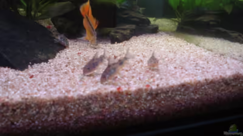 Metallpanzerwelse 4 Stück, von 10 die im Becken leben von Obsera (11)