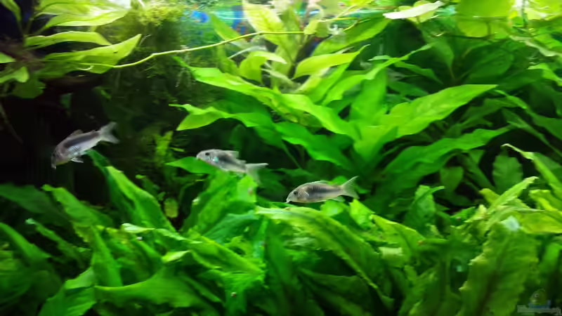 Metallpanzerwelse-älteres Bild von JohnnyWishbone (27)