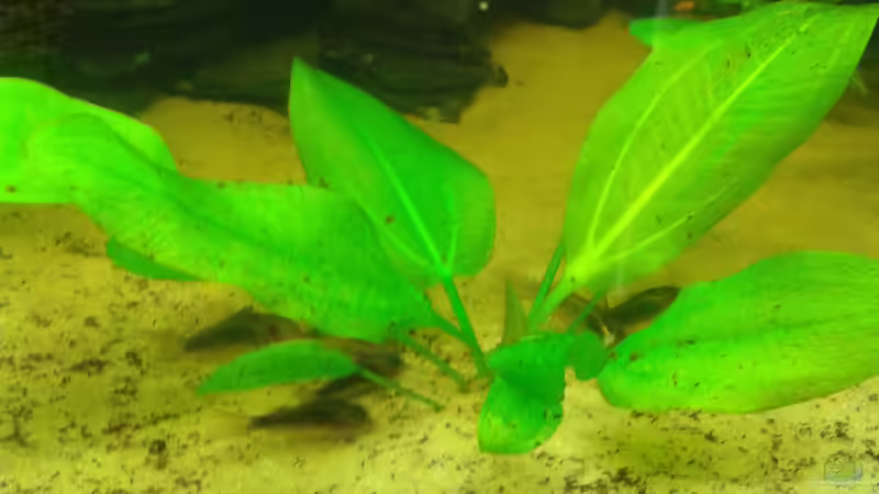 Metallpanzerwelse bei der Arbeit von Deoroller (53)