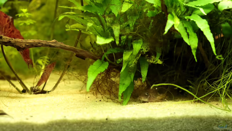 Metallpanzerwelse unter der Wurzel von INGE (14)