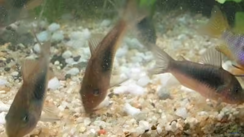 Metallpanzerwelse von aquaman29 (16)