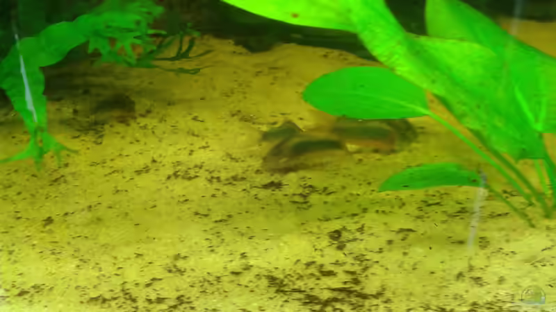 Metallpanzerwelse von Deoroller (57)