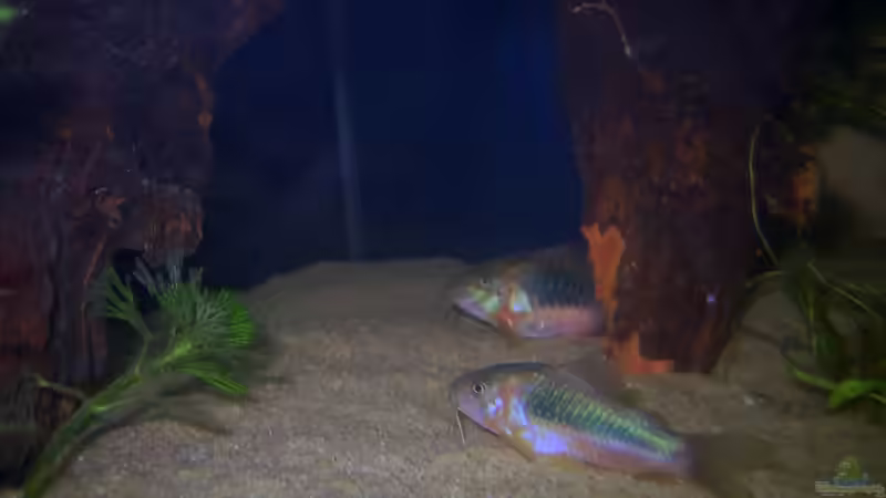 Metallpanzerwelse von Fabbby (8)