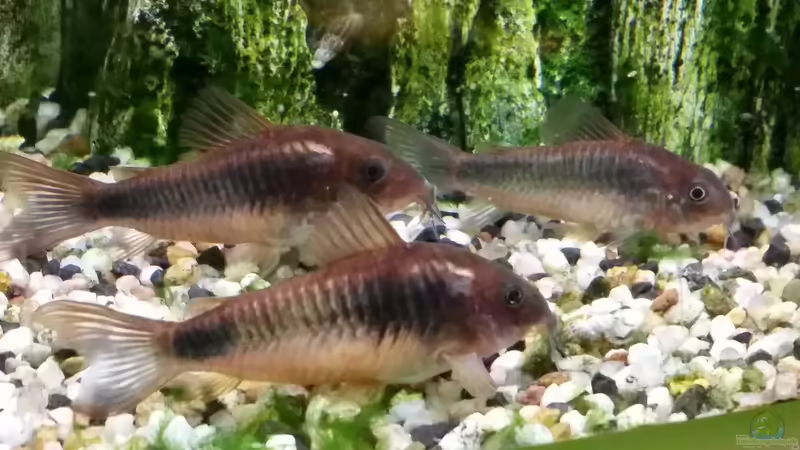 Metallpanzerwelse von Gigi (26)