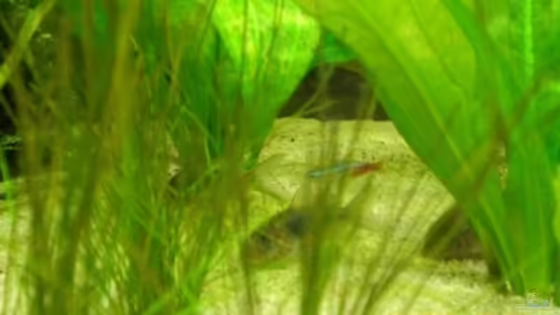 Metallpanzerwelse von Holzi (17)