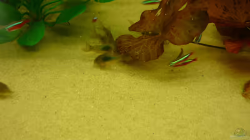 Metallpanzerwels(e) von Mario Coordes (12)