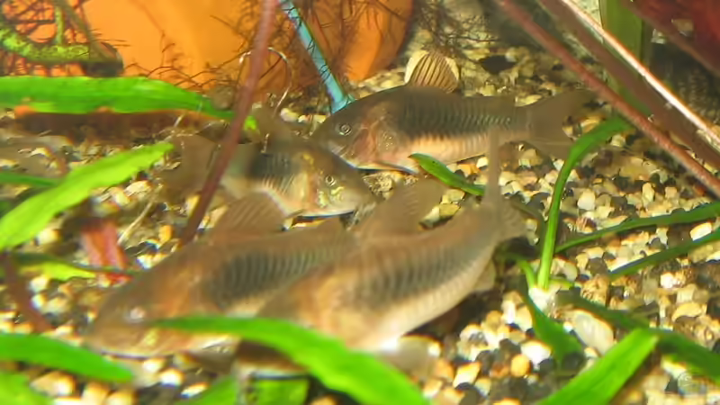 Metallpanzerwelse von Momo-kocht (7)