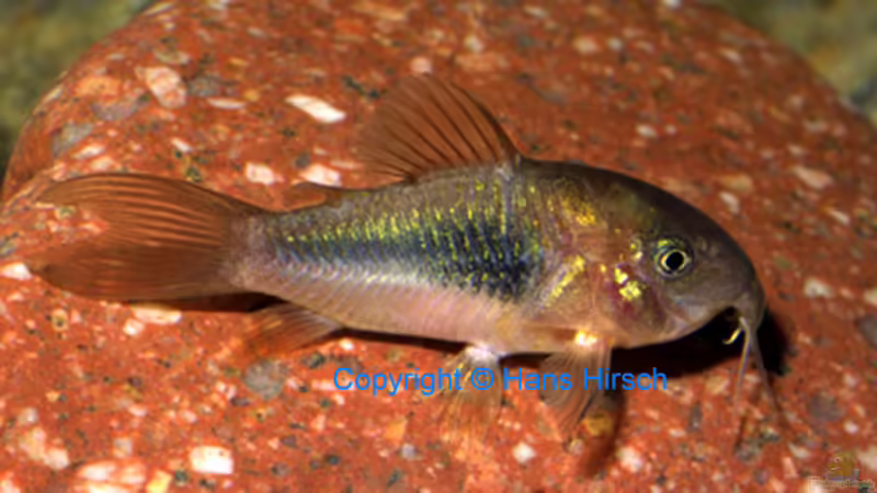 Metalpanzerwels von Shaggy90 (11)