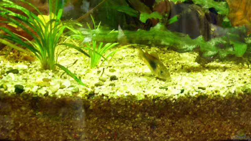 Metalpanzerwelz von Adamov (33)