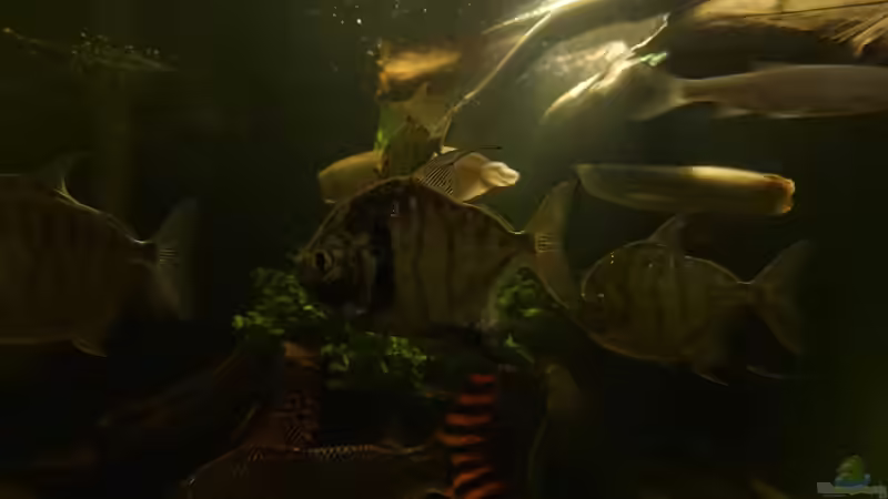 Methynnis Fasciatus von kellerkind (79)