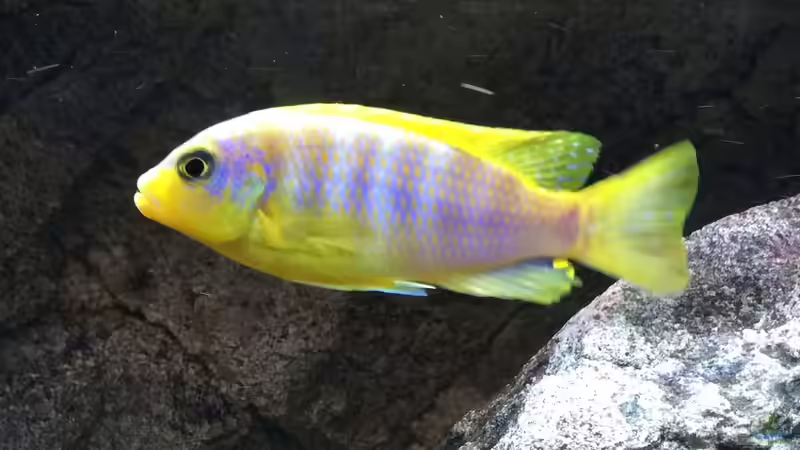 Einrichtungsbeispiele mit Metriaclima aurora